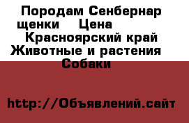 Породам Сенбернар щенки  › Цена ­ 15 000 - Красноярский край Животные и растения » Собаки   